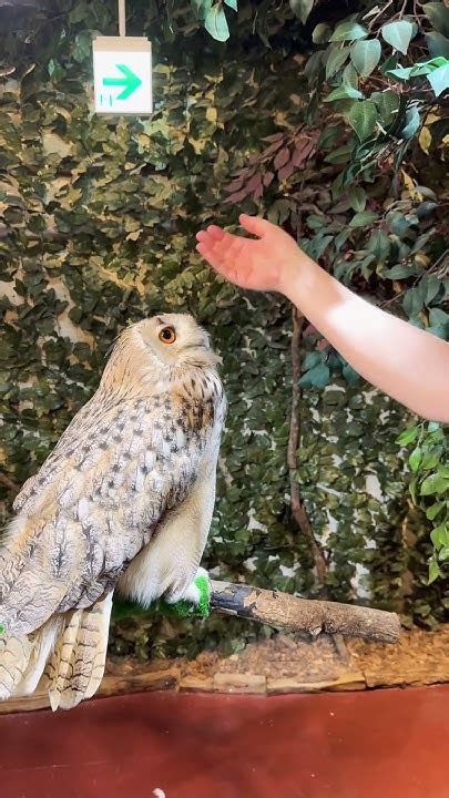 Kyoto Owl Café Youtube