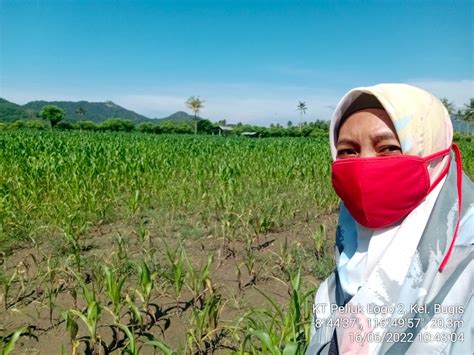 Siap Upaya Pendampingan Penyuluh Pertanian Terhadap Dampak El Nino