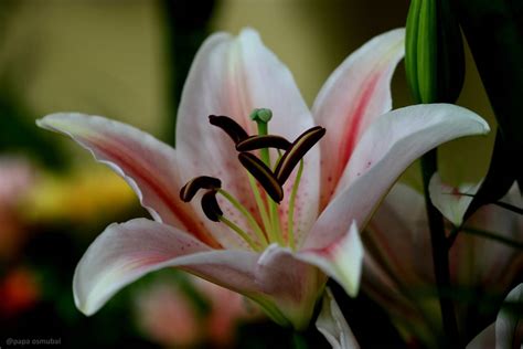 Pink lily flower by PapaOsmubal on DeviantArt