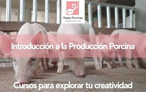 Las razas porcinas como el principio de la producción porcina Razas