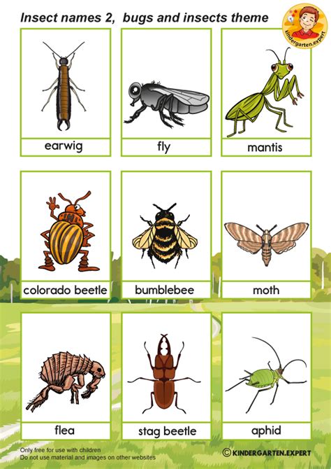 Insects Names List