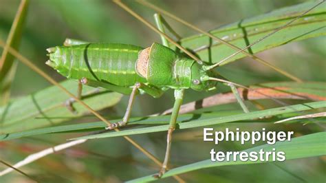 Ephippiger Terrestris Alpen Sattelschrecke Alpine Saddle Bush