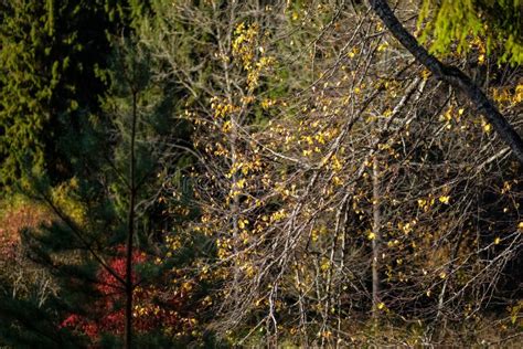 Naked Autumn Trees With Few Red Leaves Stock Photo Image Of Trees