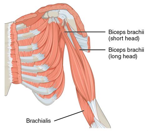 10 Best Long Head Biceps Exercises For Bigger Arms And A Higher Peak Fitness Volt