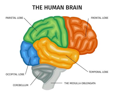 Composition De L Anatomie Du Cerveau Avec Vue De Profil Isol E Du