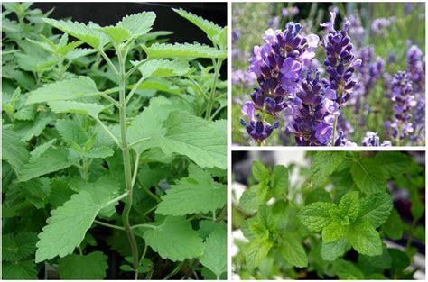14 Powerful Mosquito-Repelling Plants for Your Garden