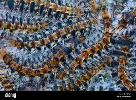 Group Of Pine Processionary Moth Thaumetopoea Pityocampa Caterpillar