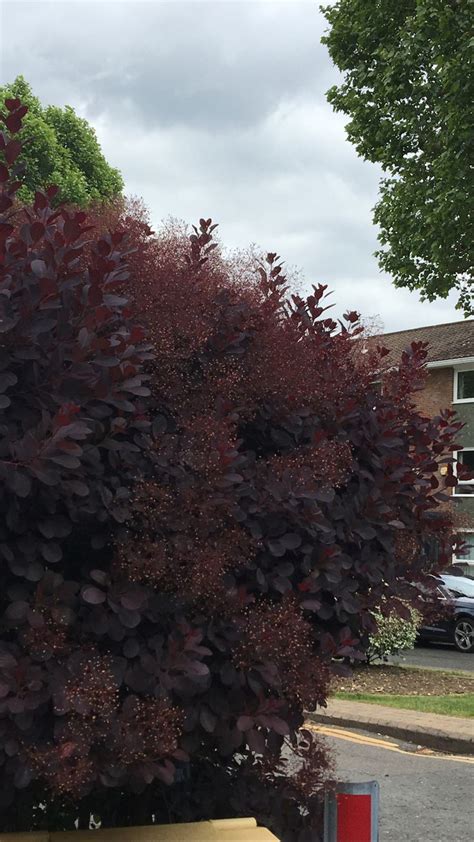 Smoke Bush An Immersive Guide By Tina