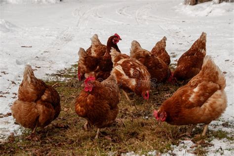 Red Sex Link Chickens Pecking On The Grass In The Snow Stock Photo