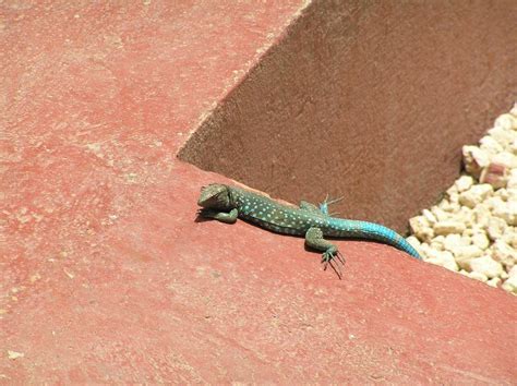 Aruba Whiptail Cnemidophorus Arubensis Aruba