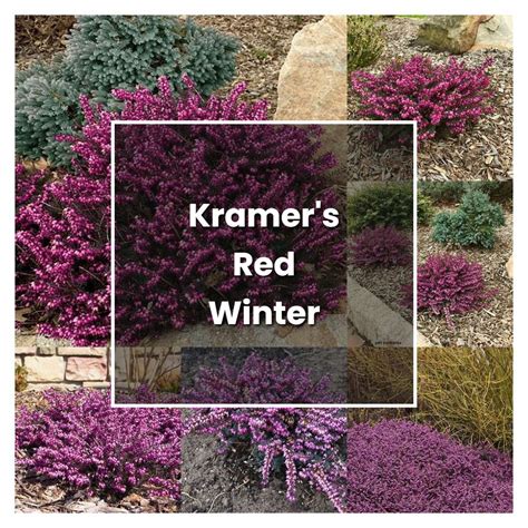 How to Grow Kramers Red Winter Heath - Plant Care & Tips | NorwichGardener