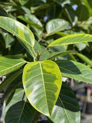 Ficus Altissima Yellow Gem Farm Life Tropical Foliage Ficus