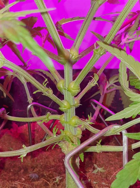 Healthiest Plant I've Ever Grown :) : r/microgrowery