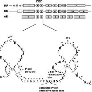 Organization And Structure Of The Dna Binding Domain Of The Mr Gr And