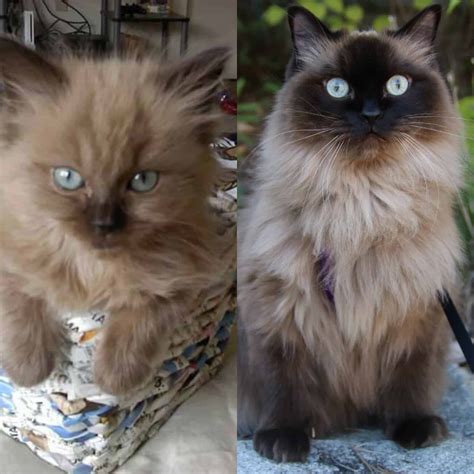 Colorpointed Cats Transition: Ragdoll Cats Color Progression - Floppycats™
