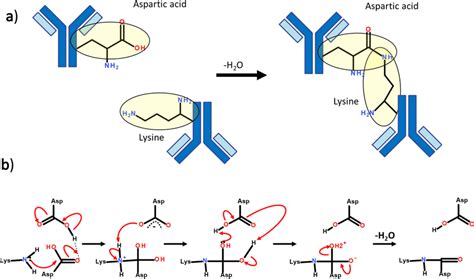 Intermolecular Isopeptide Bond Formation A Overall Reaction Pathway