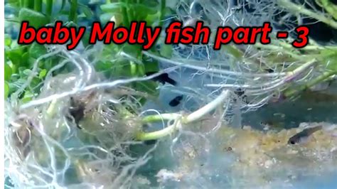 How To Care Molly Fish Frys Baby Molly Fish Pat 3 YouTube