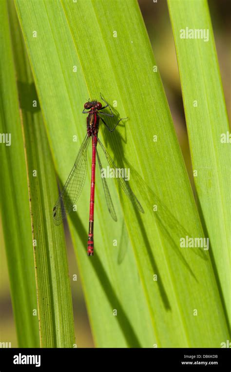 Adult Large Red Damselfly Pyrrhosoma Nymphula On Garden Pond Plant