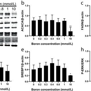 Effects Of Boron On The Expression Of Proteins Involved In Lipid