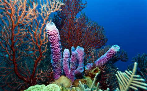 Blue Earth Consultants Write Report Assessing Coral Reef Conservation Strategy | ERG (Eastern ...