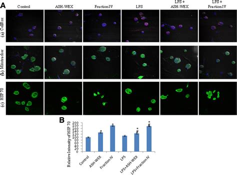 Ash Wex And Fiv Mediated Prevention Of Oxidative Stress Induced Due To