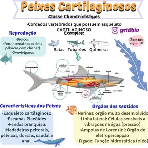 Peixes Cartilaginosos Vertebrados Biologia Marinha Mapa Mental