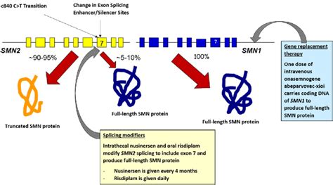 Figure Biology Of Spinal Muscular Atrophy And Innovative Therapies