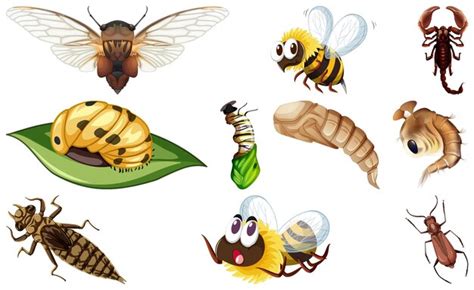 Colecci N De Diferentes Tipos De Insectos Vector Gratis