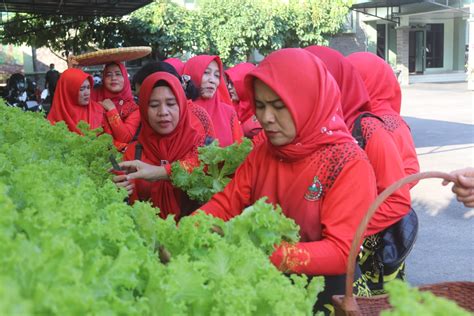 Manfaatkan Lahan Sempit Persit Kodim Kbl Panen Sayur Hidroponik