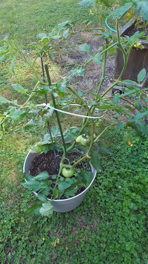 Tomato fungus among us! in the Pacific Northwest Gardening forum - Garden.org