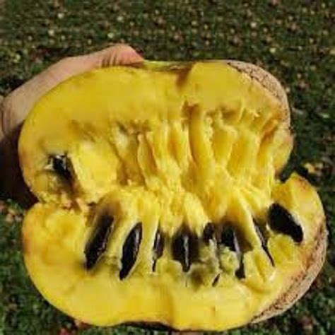 30 Paw Paw Seeds Etsy