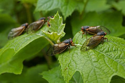 Rare Blue Eyed Cicada Spotted During 2024 Emergence At Suburban Chicago