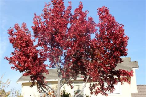 Autumn Colors Of American Sweetgum Liquidambar Styraciflua Stock Image