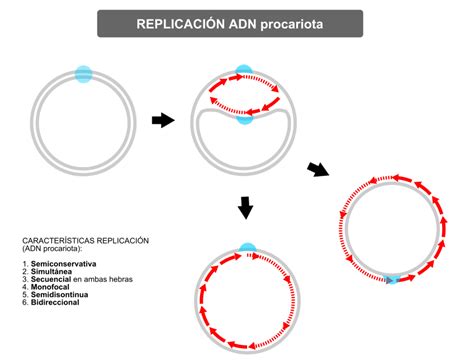 Replicaci N De Los Adns Mitocondrial Y Procariota Dna Didactic Blog