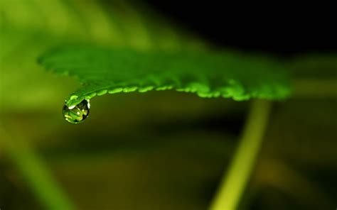 Leaf Green Water Drop Hd Planta De Hoja Verde Naturaleza Verde Agua