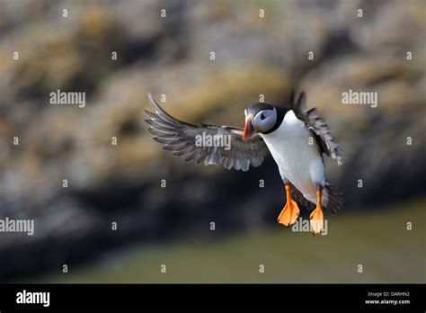 Puffin flying hi-res stock photography and images - Alamy