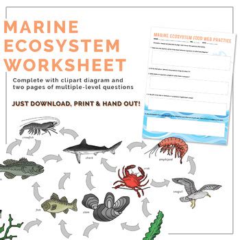 Marine Ecosystem Food Web Worksheet by Busy Science Teacher | TPT