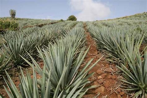 Agave Definition Uses Facts Britannica