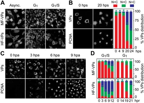 Cell Cycle Regulation Of The Nuclear Translocation Of Mvm Capsid