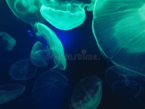 Glowing Jellyfish Close-up in the Aquarium Blue Color Stock Image ...