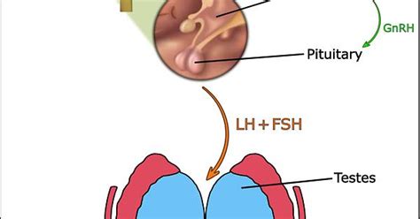 Hormone Cascade And Receptor Sites Illustration Hpta Steroids Hcg Rfsh And Enclomiphene