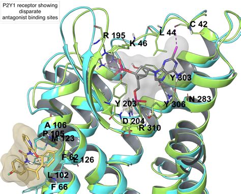 Biomolecules Free Full Text In Silico Drug Design For Purinergic