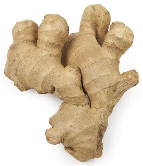 verse gember streekvers