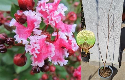 Listnaté dreviny Lagerstroemia indica Berlingot Menthe Zeleň v Raji