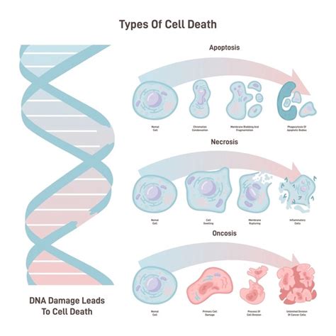 123 Apoptosis Mitochondria Images Stock Photos 3d Objects And Vectors