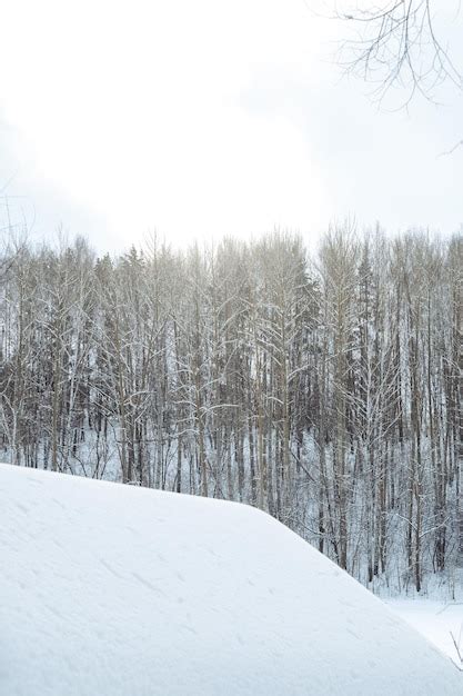 Premium Photo | Beautiful landscape of winter forest in snow