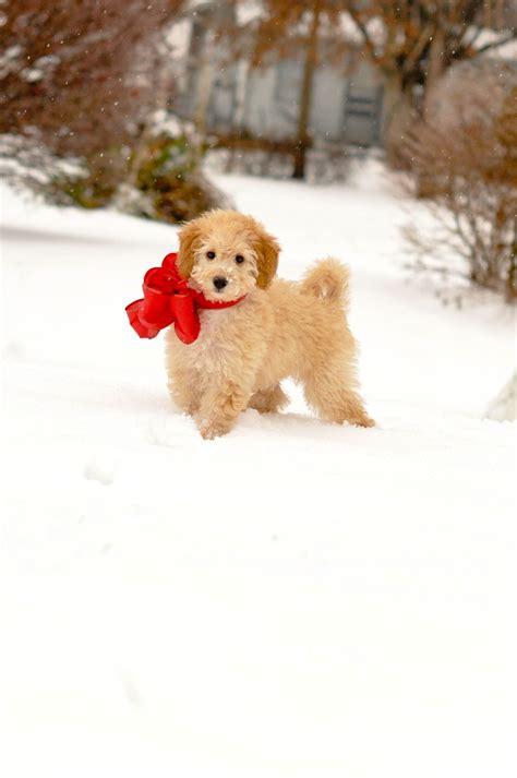 Bodimy Sweet Goldendoodle Merry Christmas Goldendoodle Puppy