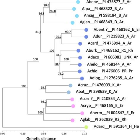 Neighbor Joining Dendrogram Based On Neis Standard Genetic Distance