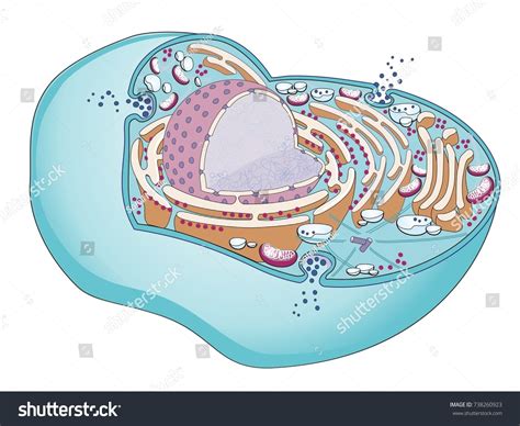 Structure Mammalian Cell Cellular Organelles Inside Stock Illustration 738260923 Shutterstock