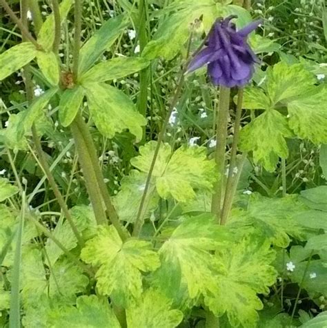 Photo Of The Leaves Of Variegated Columbine Aquilegia Vulgaris